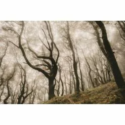 Goodyear Newton MTF Downhill Tubeless Complete Tyre -Hjuldele Butik Goodyear Newton Downhill Tubeless Front MTB Tyre Black 2 5 Tyres Black GR 015 64 584 V005 R 9